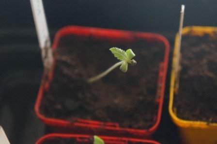 5ad0ec2077ca4_SpecialKush02.JPG.32cef30be112e8f0ee317d00bc6337b7.JPG