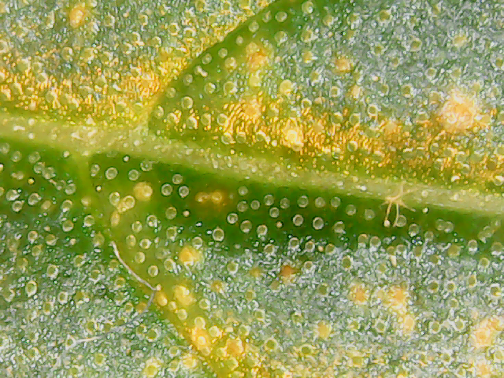 5ad9c9935f19e_18-04-20125911.thumb.png.c1750dd486a77535483e135ca6f0e12e.png
