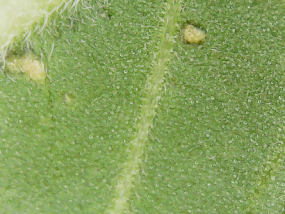 5ad9c9dcf418d_18-04-20130016.thumb.png.302cb96d593b2abf711c2358415973f3.png