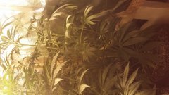 amnesia_kush_(C+32)(S+12).jpg