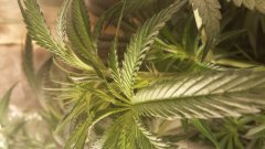 amnesia_kush2_(C+32)(S+12).jpg