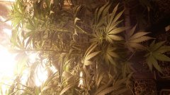 sweet_skunk_(C+32)(S+12).jpg