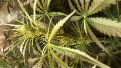 sweet_skunk_2_(C+32)(S+12).jpg