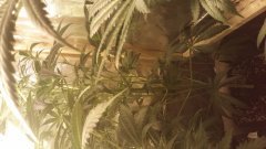 zombie_kush_(C+32)(S+12).jpg