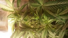 zombie_kush_2_(C+32)(S+12).jpg
