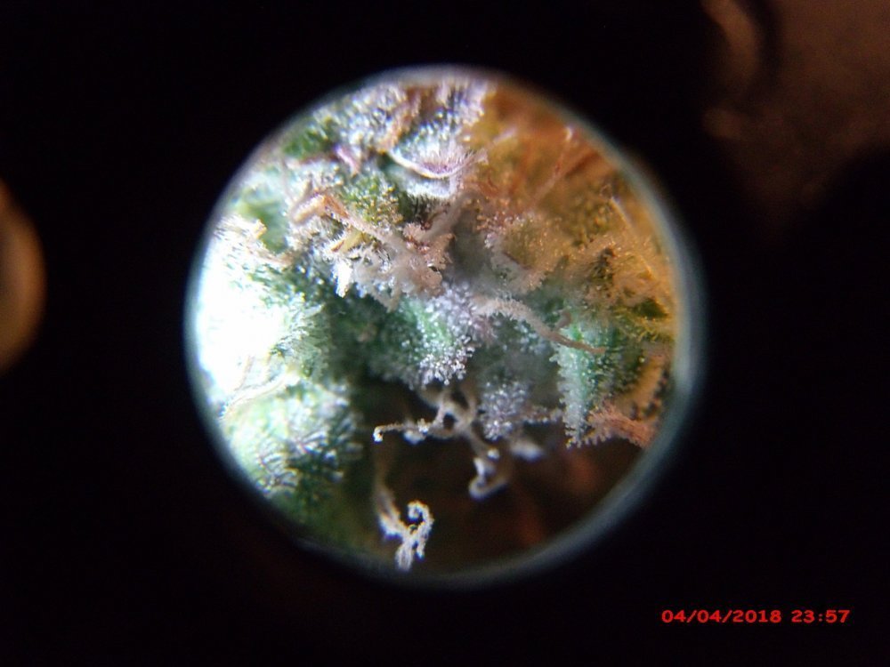 GEDC3361.thumb.JPG.f791c7c25e912240a89fc9ea631c6cb1.JPG