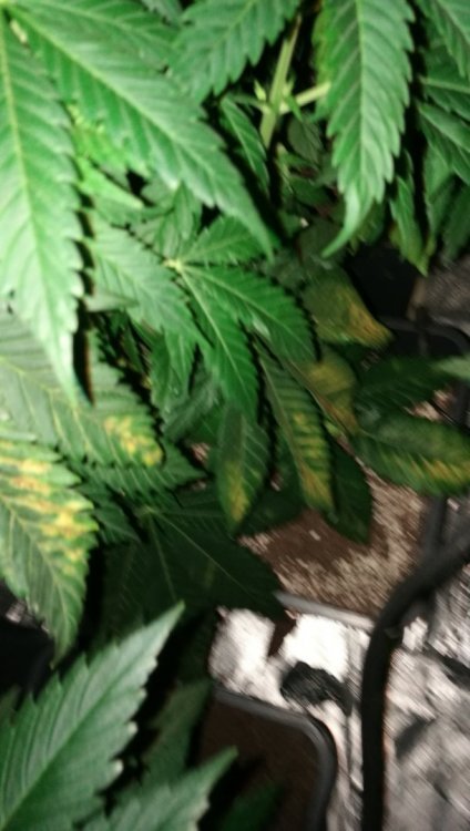 IMG_20180409_122010.jpg