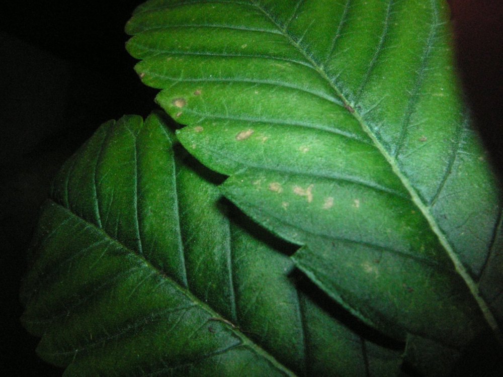 PICT2715.thumb.JPG.7687b1fe33631679d6afc429eed615ae.JPG