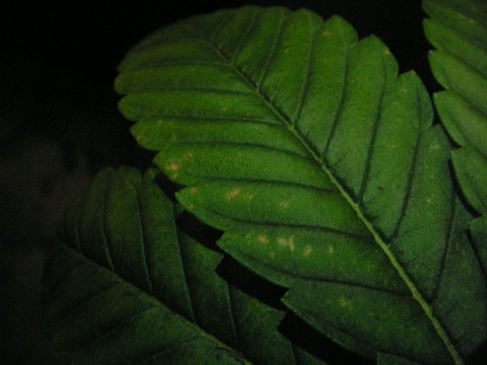 PICT2716.thumb.JPG.ca40126727a1dfda828b44685022b847.JPG