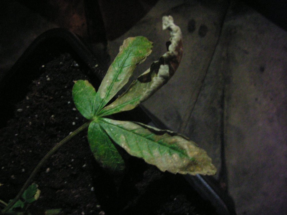 PICT2723.thumb.JPG.79b423883bdc0f2fdbaf99b667546803.JPG
