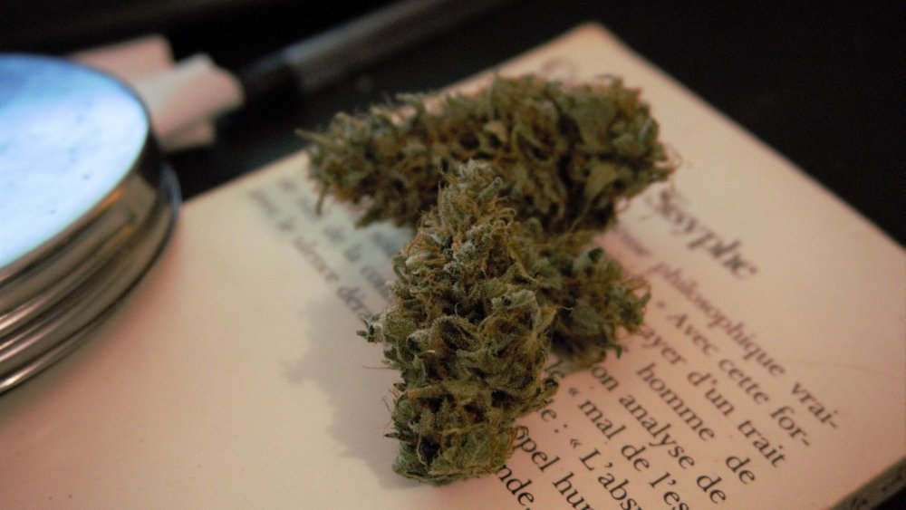 Sideral_pheno_1_buds_t.thumb.jpg.a979aff9a39a36dfc5257660902374fd.jpg