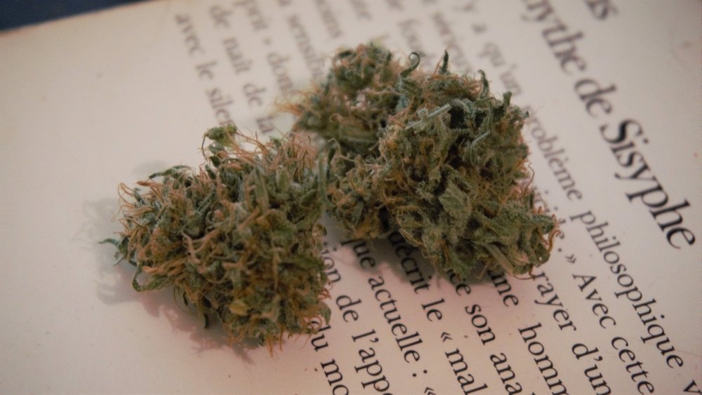 Sour_Diesel_buds_t.thumb.jpg.e8fb58bb377ec862e1db73c0c1a6cb38.jpg