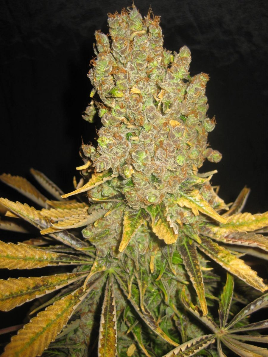 large.5ac02af89fb7d_sagensour2.jpg.b9a70