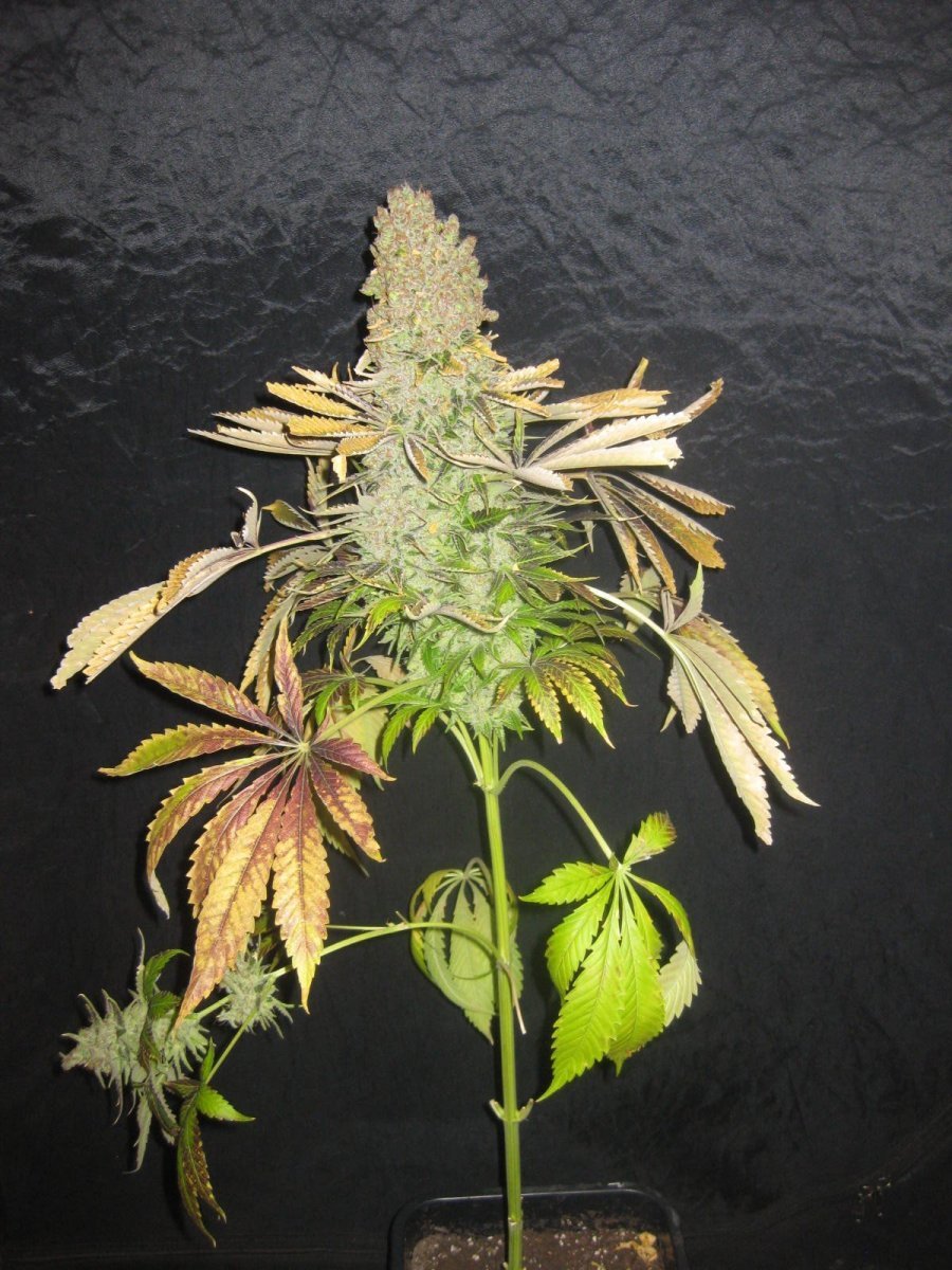 large.5ac02afc00dff_sagensour.jpg.9be209