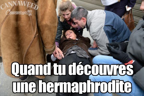 large.5ac72445846ed_00hermaphroditelogo.jpg.2072499c88e5d6dcf54f8174102da314.jpg