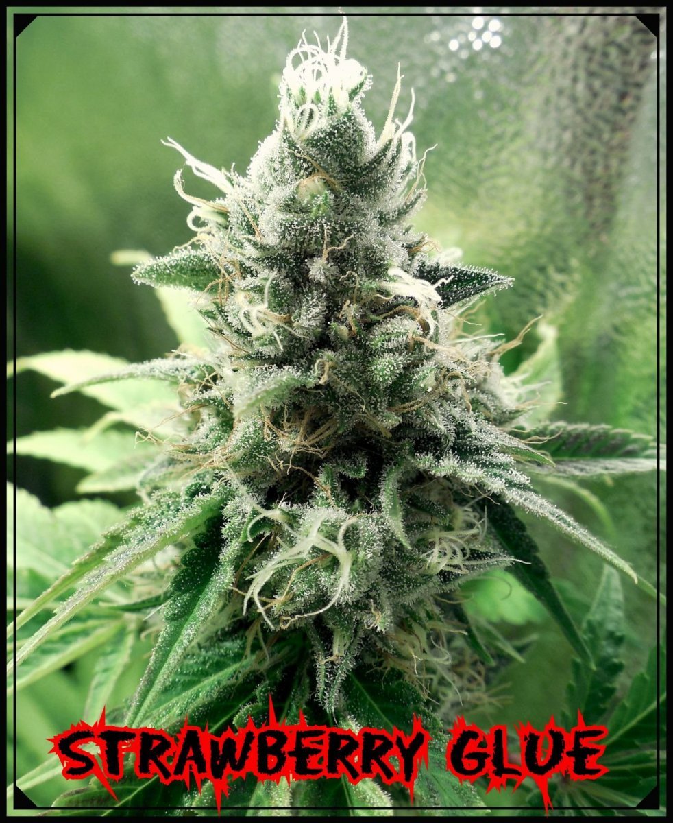 large.5acc0d59b0835_Strawberryglue.jpeg.