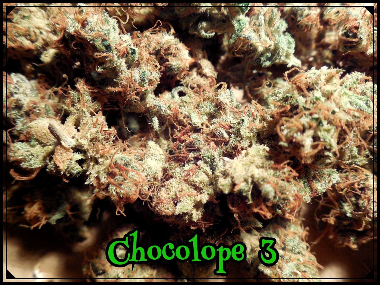 large.5ad6f9626ad83_Choco3b.jpeg.6f494e3