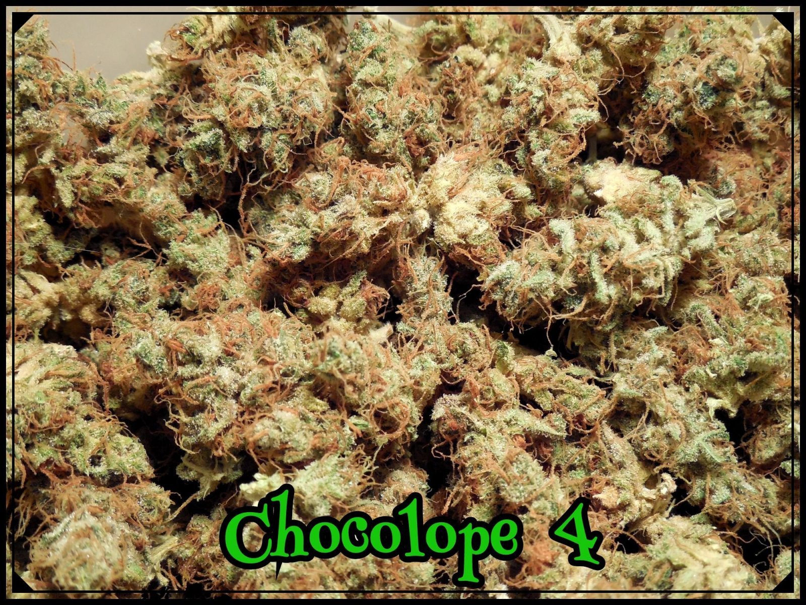 large.5ad6f96de3c28_Choco4a.jpeg.0bf8cc3