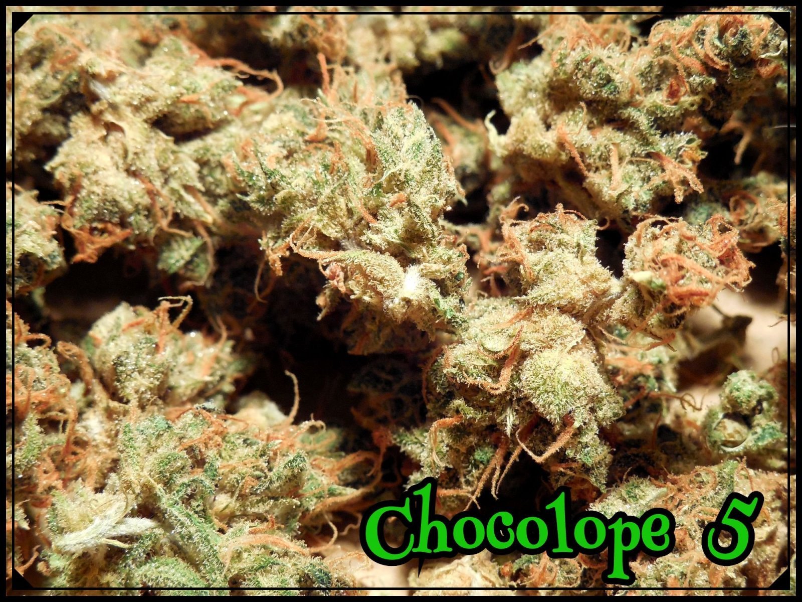large.5ad6f97bb0de7_Choco5a.jpeg.d6591bb
