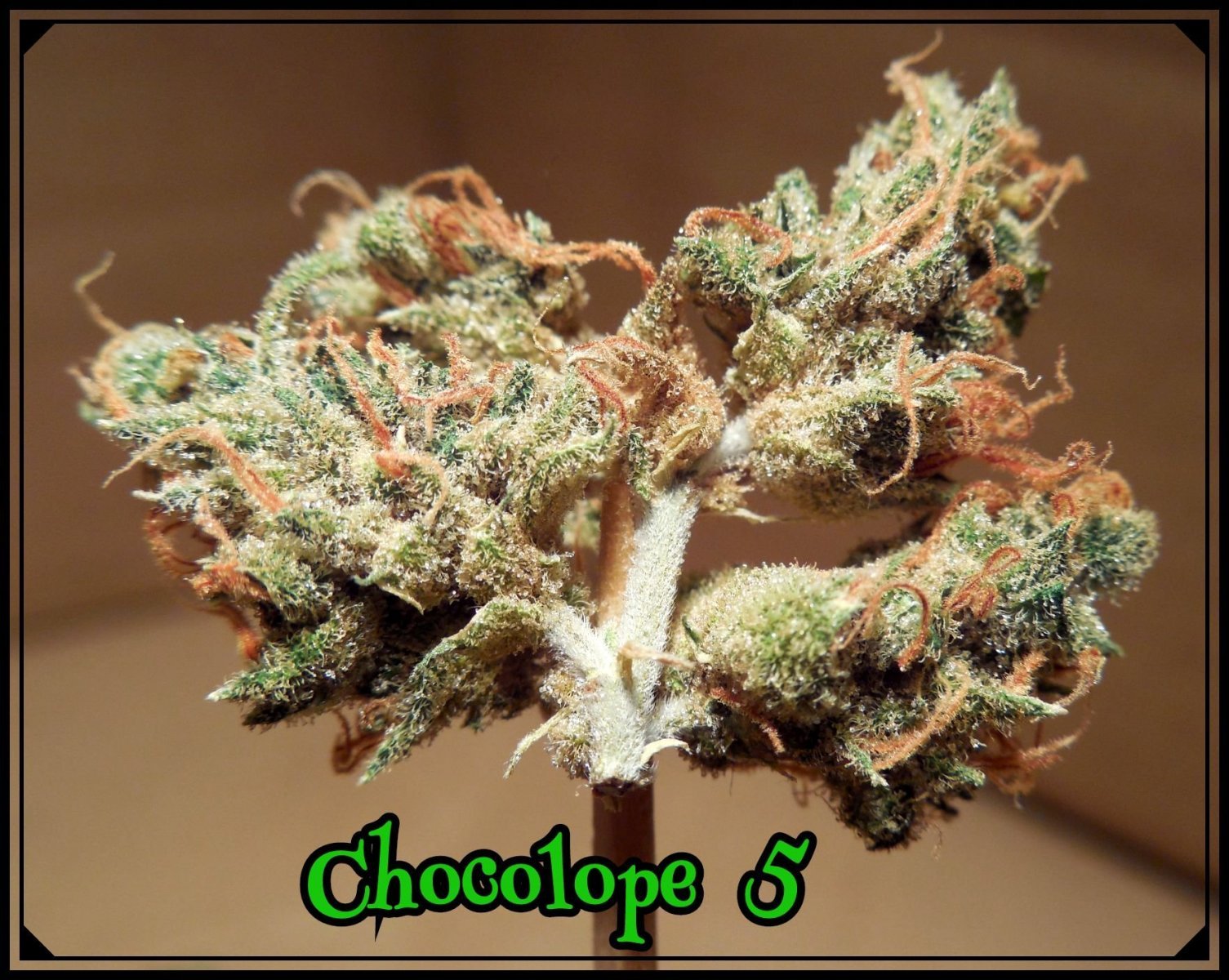 large.5ad6f9829fa09_Choco5b.jpeg.5044a58