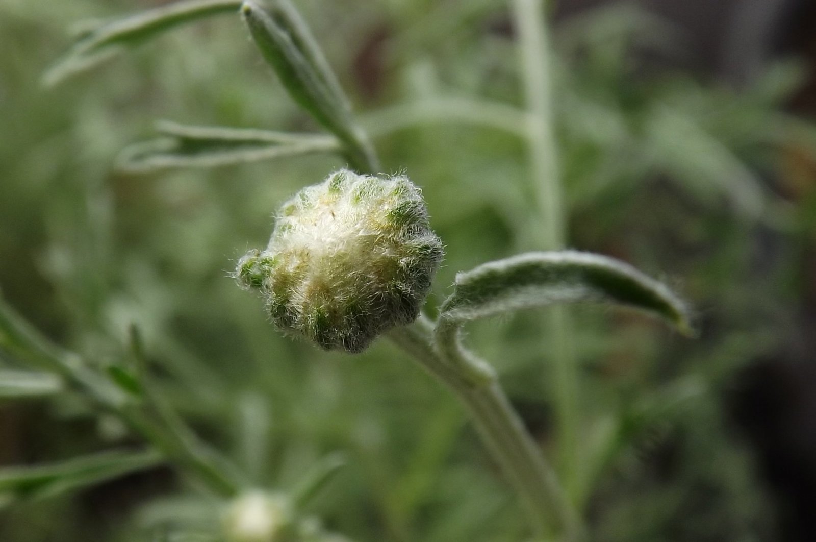 large.5ad8628c98f19_00pyrthreboutton.JPG.ca0c4bdf427501768ffe60e899b877d9.JPG