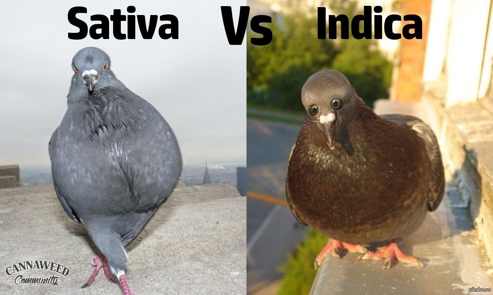 large.5ae4937212a38_00pigeon-sativaVsindica.jpg.acfa5a4f17a690613740f4bc1e728f51.jpg