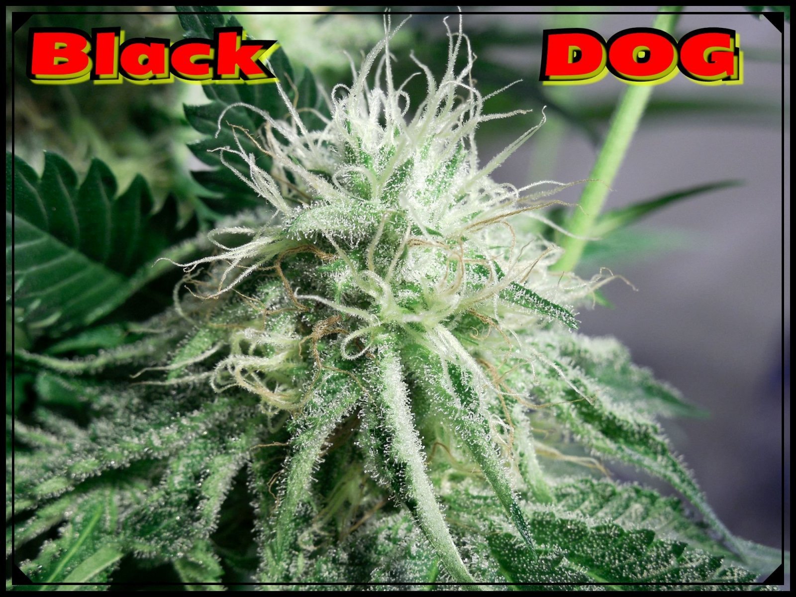 large.BlackDOG3.jpeg.ed07027ffeb3dcb34ea