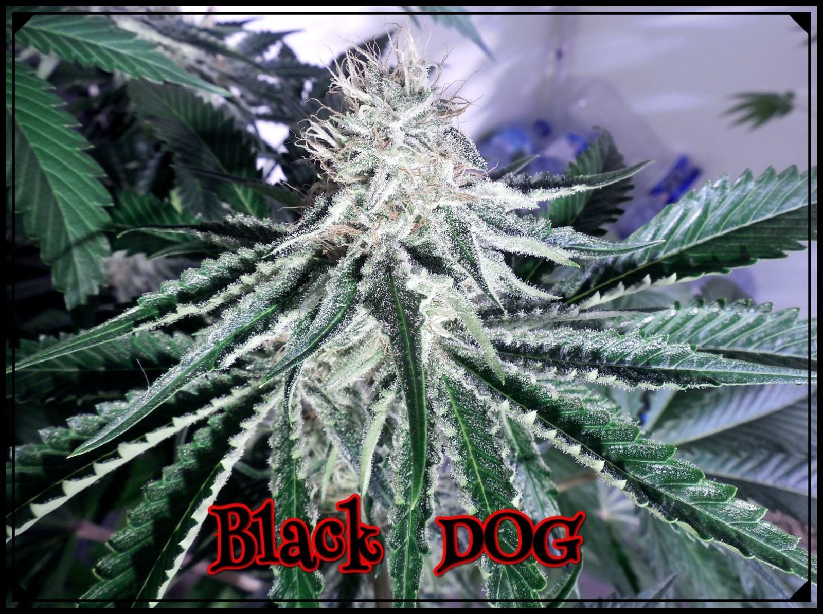 large.BlackDOG6.jpeg.69f50da3848a8eac48c
