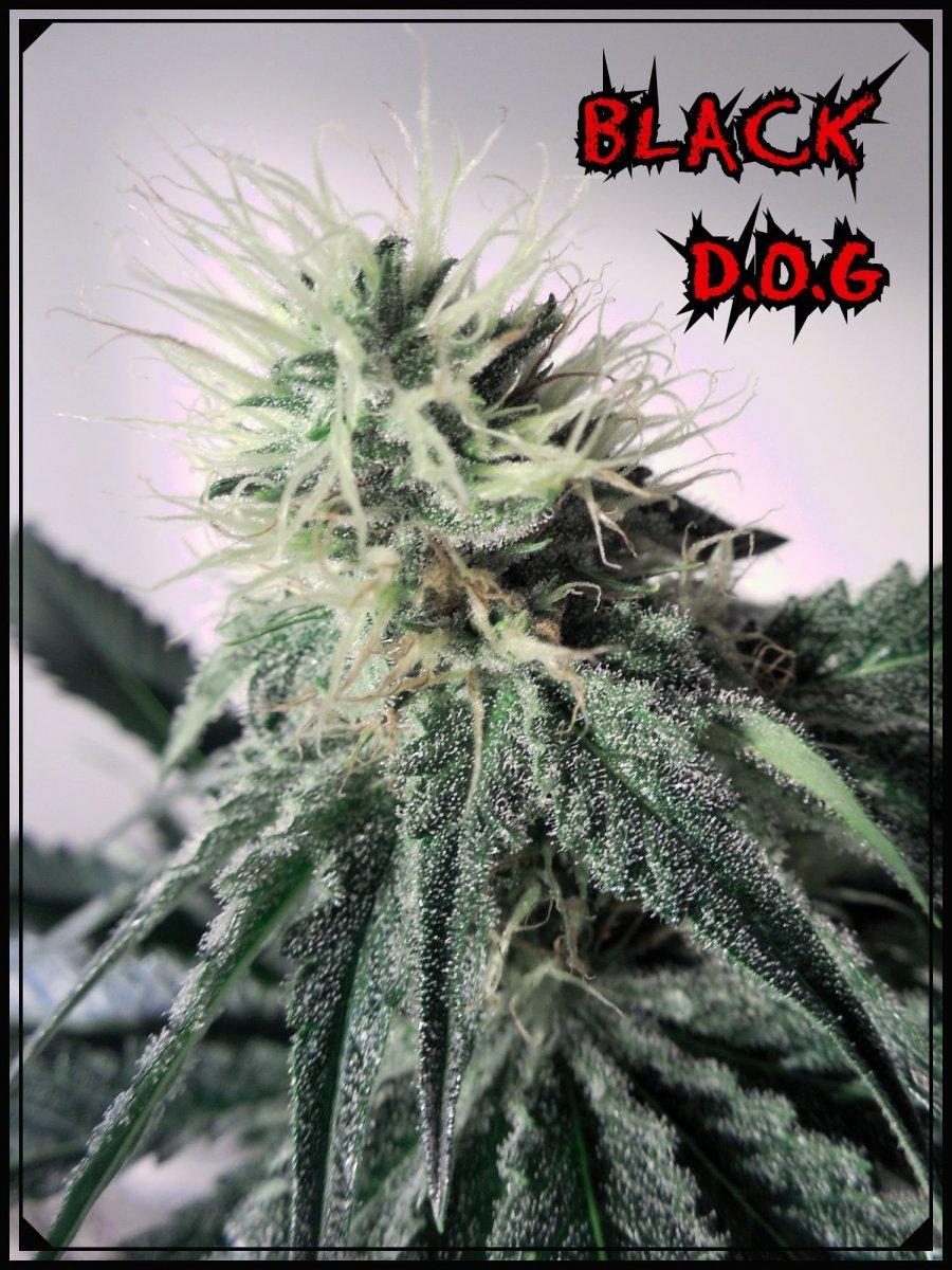 large.BlackDog.jpeg.f57338776aafa566dda6