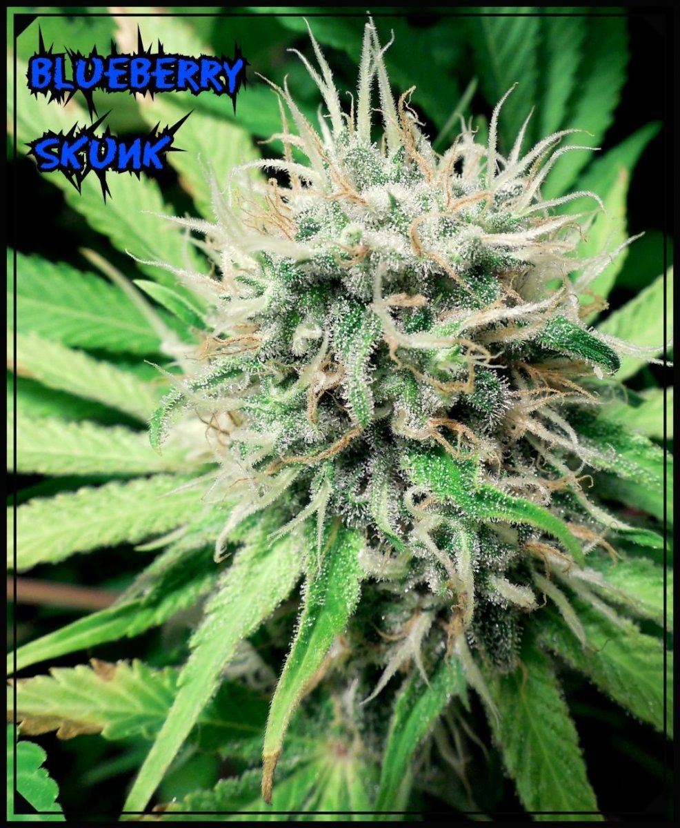 large.BlueberrySkunk.jpeg.569718f3f048b6