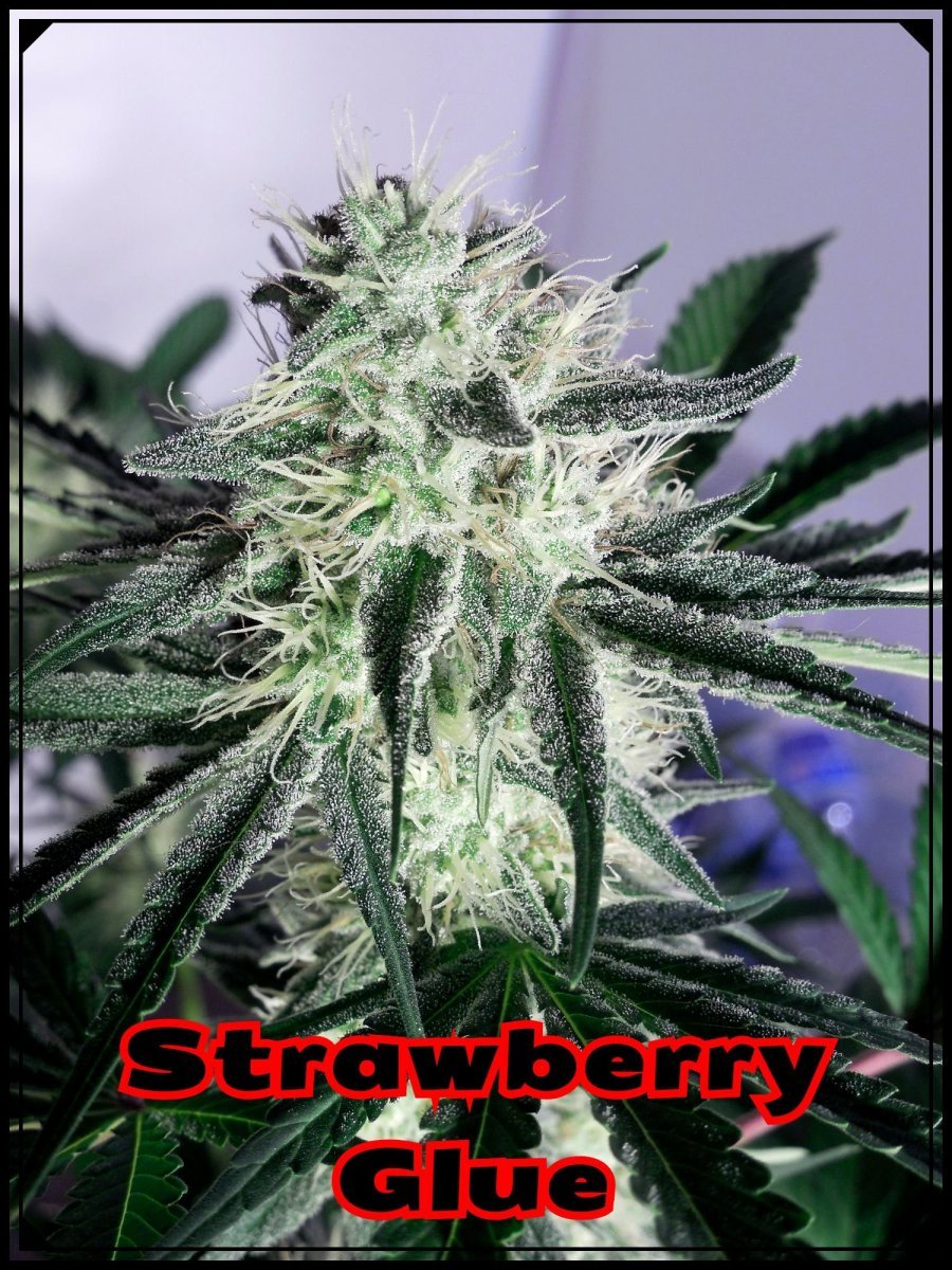 large.StrawGlue2.jpeg.f12bd45bc7d653b835