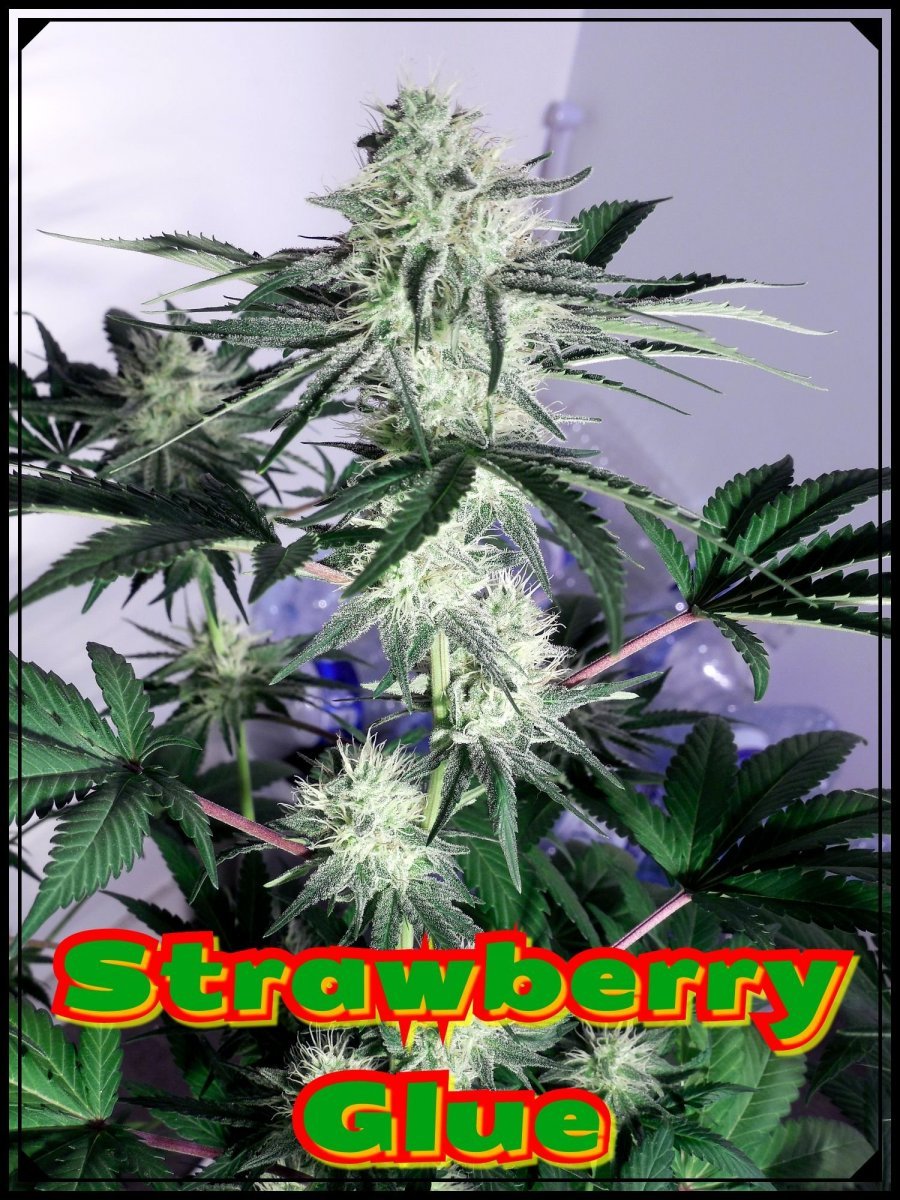 large.StrawGlue3.jpeg.22131212d10b69ea0e