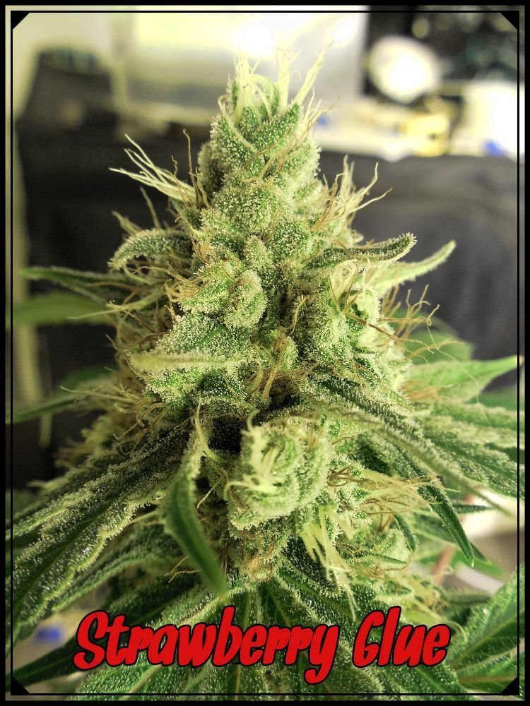 large.Strawglue2.jpeg.53683dd80a9cad2212