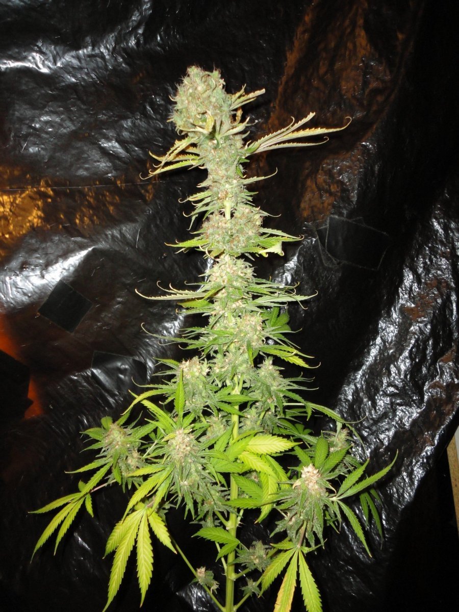CBD Sweet and Sour Widow
