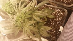 Zombie Kush C+27.jpg