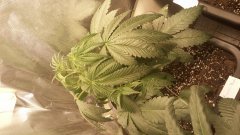 Amnesia Kush C+27.jpg