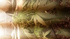 Vanilla Kush C+27.jpg