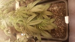 Amnesia Strawberry C+27.jpg
