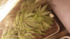 Sweet Skunk C+27.jpg