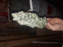 Green Crack 1 ere culture indoor