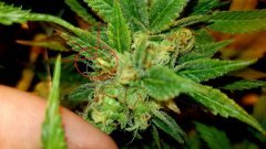 banana bud 2