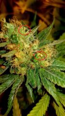 bannana bud