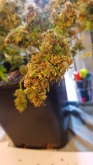 bud de pres