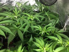 Ripper Haze FLO+7