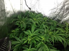 Vanilla Kush FLO+7