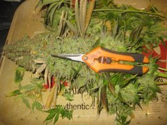 sage n sour
