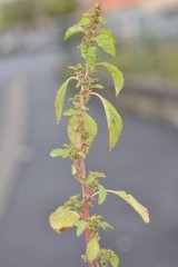 Amaranthus graecizans.jpg