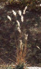Bothriochloa saccharoides.jpg