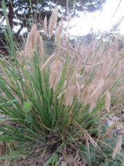 Bromus squarrosus.jpg