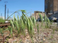 Bromus tectorum.jpg